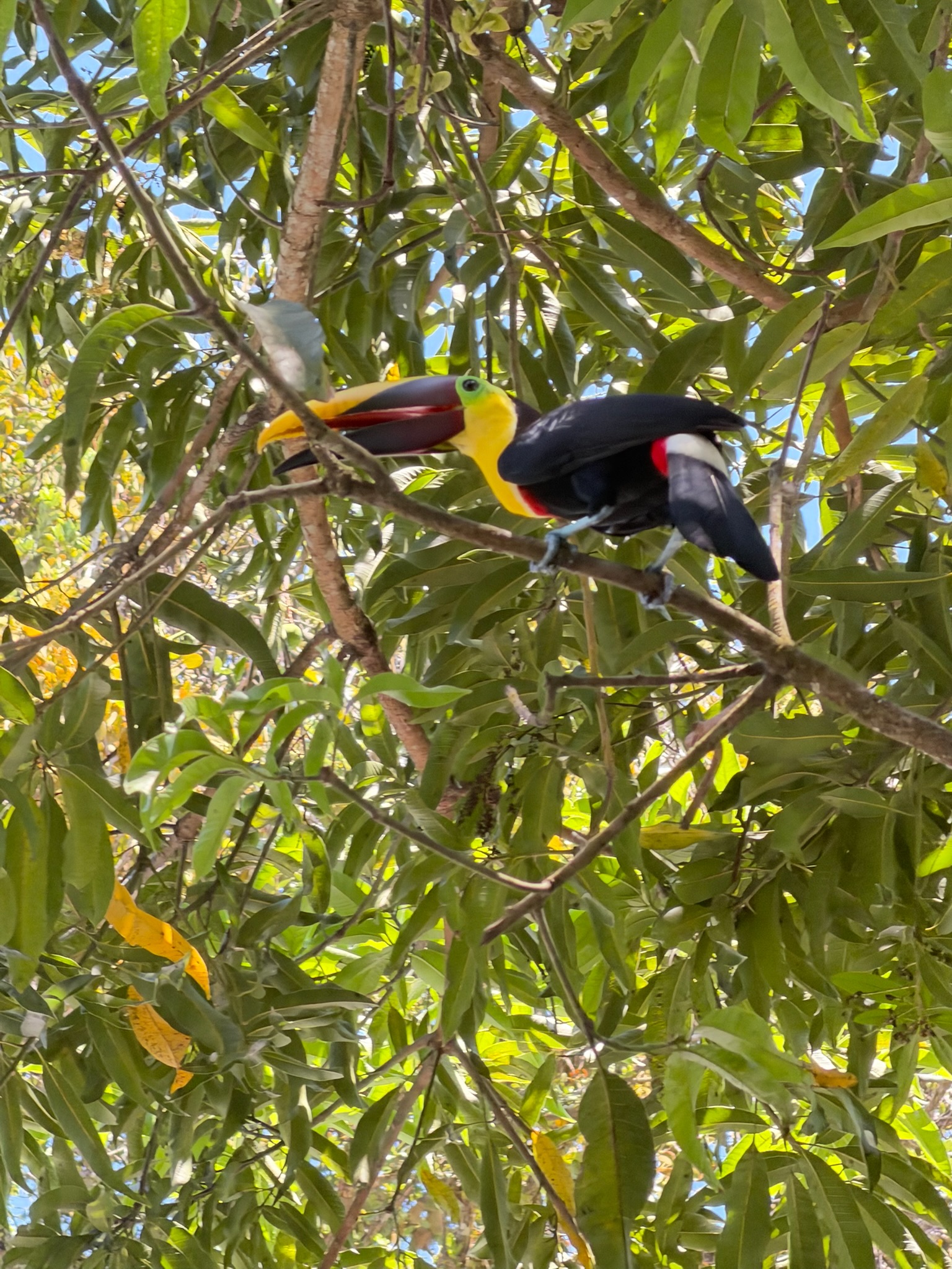 Toucan perched in tropical jungle canopy near Manuel Antonio Costa Rica