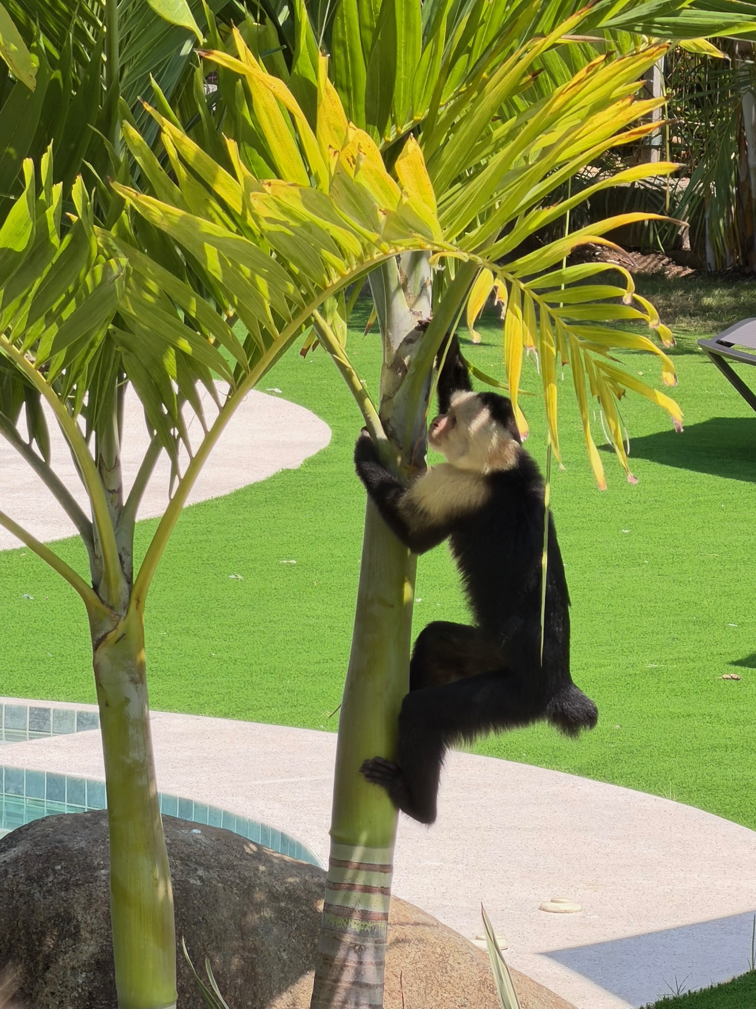 White-faced capuchin monkey in Manuel Antonio National Park Costa Rica